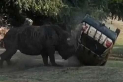 Tê giác “nổi cơn điên”, húc ôtô chở khách “lăn như bi”
