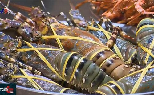 Sự thực đằng sau những con tôm hùm giá rẻ