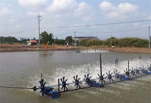 Giải pháp tiết kiệm điện trong sản xuất tôm