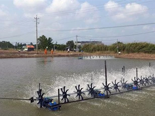 Giải pháp tiết kiệm điện trong sản xuất tôm