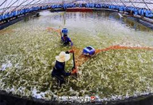 Giá tôm nguyên liệu ở ĐBSCL tăng trở lại