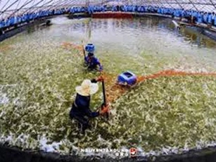 Giá tôm nguyên liệu ở ĐBSCL tăng trở lại