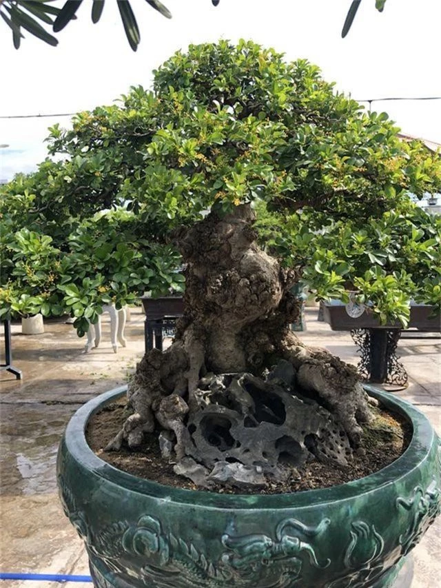 Mãn nhãn với cây ngâu bonsai cổ thụ trị giá hàng tỉ đồng - 1