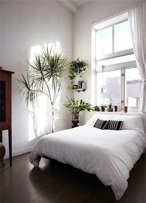 Phòng ngủ nổi bật cho nhà phố hẹp nhờ biến tấu cổ điển và cây xanh - Ảnh 8.