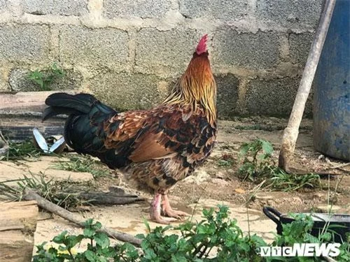 Con gà chuyển giới kỳ lạ của Tráng A Tráng ở Hua Tạt. Con gà chuyển giới kỳ lạ của Tráng A Tráng ở Hua Tạt.