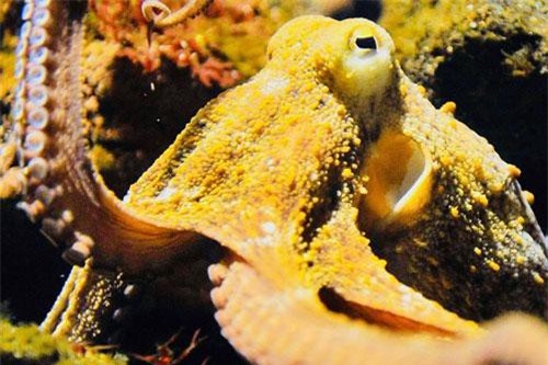 Bạch tuộc là sinh vật ngoài hành tinh, đến Trái đất nhờ sao Chổi?