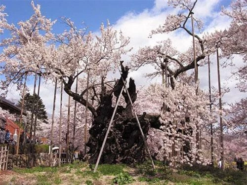 Cây anh đàoJindai Zakura - báu vật quốc gia của Nhật Bản.