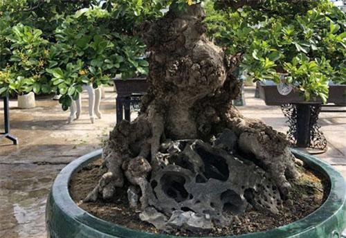 Mãn nhãn với cây ngâu bonsai cổ thụ trị giá hàng tỉ đồng