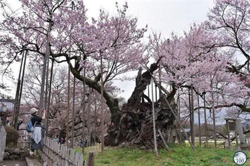 "Báu vật" 1800 tuổi của Nhật: "Cụ" anh đào khủng đẹp nhất thế giới