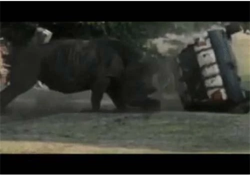 Tê giác "nổi điên", lăn xe chở khách như vần đồ chơi. Tê giác "nổi điên", lăn xe chở khách như vần đồ chơi.