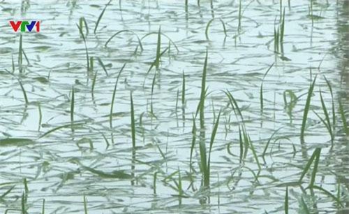 Thiệt hại sau bão số 4: Ngành nông nghiệp bị ảnh hưởng nặng nề