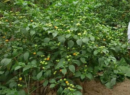 Loại quả bé như hạt đậu, mọc hoang tưởng vô giá trị ai ngờ... hơn nửa tỷ/kg