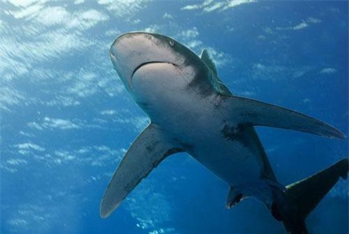 Vụ cá mập ăn thịt người nhiều nhất lịch sử trong thảm kịch đắm tàu 900 người chết