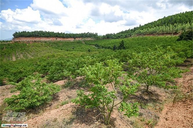 "Cây làm giàu" giúp nông dân đổi đời ở Quảng Ninh