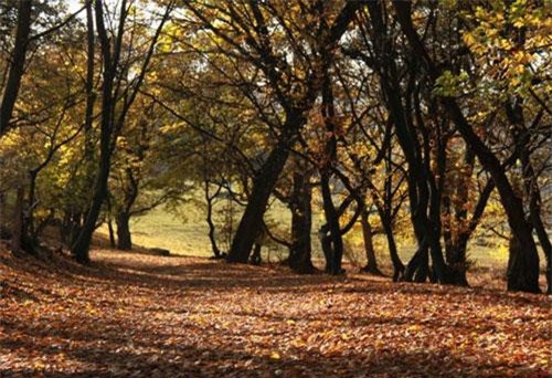 Những hiện tượng lạ trong khu rừng ma ám ở châu Âu