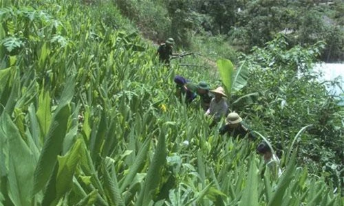 Cán bộ của Tổng đội Thanh niên Xung phòng 9 hướng dẫn bà con chăm sóc cây nghệ đỏ. Ảnh: Cảnh Thắng.