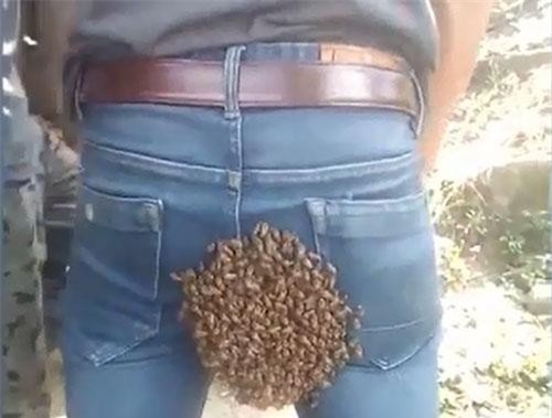 Thanh niên bị đàn ong bâu đầy vào chỗ hiểm