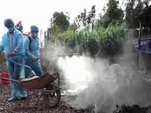 Dịch tả lợn châu Phi tại Kiên Giang vẫn diễn biến phức tạp