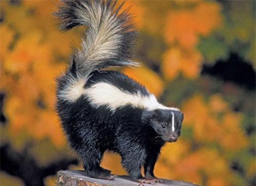 Top 5 loài động vật "bốc mùi" nhất thế giới