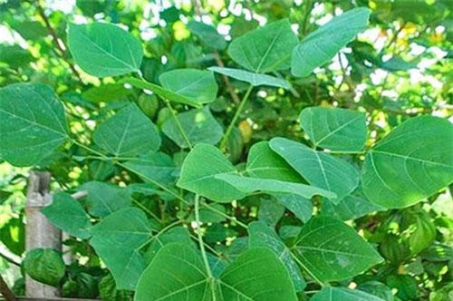 Bị mất ngủ lâu ngày cứ lấy nắm lá này vò nát rồi làm theo hướng dẫn đảm bảo vô cùng hiệu quả