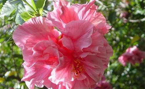 Loài hoa kì lạ nở từ cõi chết giúp đánh thức khả năng tiềm ẩn của bạn