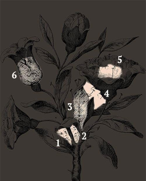 Bạn có tìm được 6 khuôn mặt ẩn trong đóa hoa hồng này?