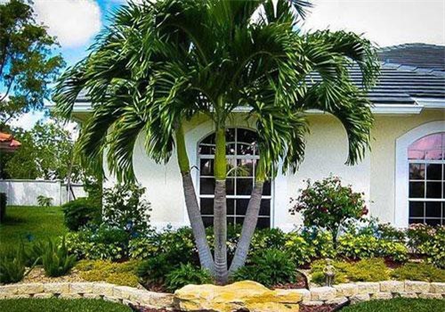 Trồng cây gì trước nhà để gia chủ may mắn, phát tài