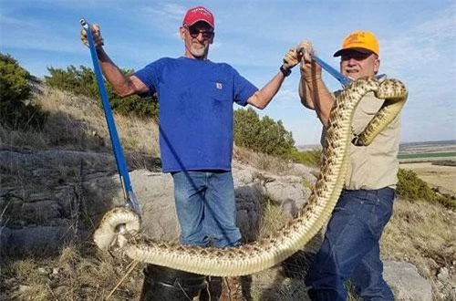 Con rắn đuôi chuông dài 1,8m bị tóm gọn.