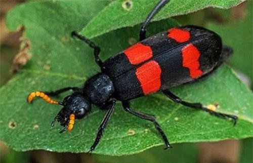 Ăn sâu ban miêu, nhiều người nhập viện với nguy cơ huỷ hoại cơ thể