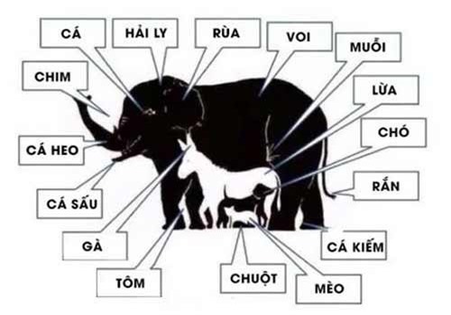 Bạn có thể tìm thấy 16 con vật trong bức ảnh này không?