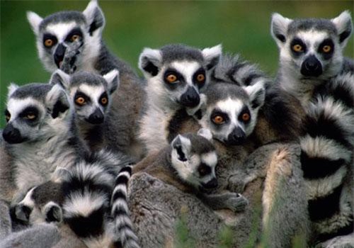 Những động vật yêu "chết đi được", nhưng nuôi thì dè chừng