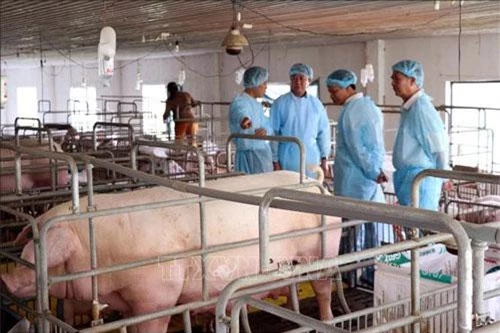Lãnh đạo UBND tỉnh và ngành chức năng kiểm tra tình hình dịch bệnh tả lợn châu Phi của hộ chăn nuôi tại huyện Ninh Sơn.