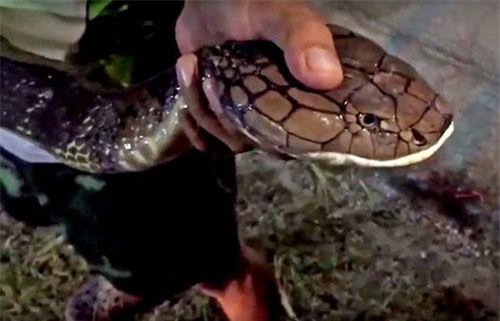 Bắt hổ mang chúa khổng lồ dài 5m vừa nuốt sống kỳ đà