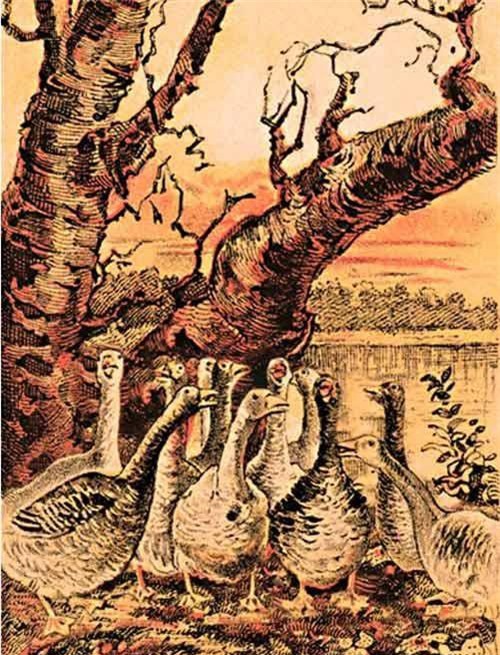 Con cáo định bắt trộm ngỗng nấp ở đâu?