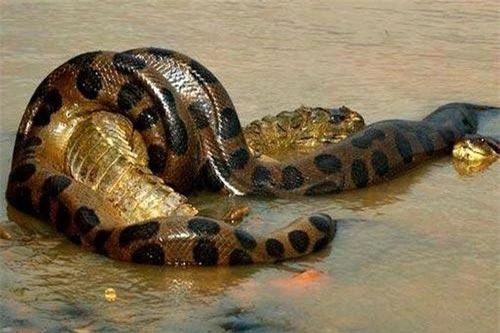 Những câu chuyện về quái vật rừng Amazon - trăn Anaconda gây xôn xao dư luận suốt nhiều thập kỷ. Chúng sinh sống chủ yếu ở lưu vực sông Amazon, ẩn náu trong các đầm lầy, sông và rừng rậm của khu vực Nam Mỹ.