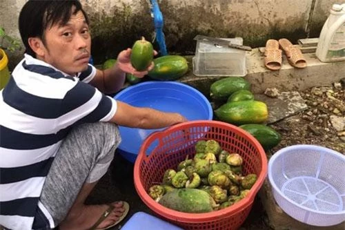 Hoài Linh tấm tắc khen đu đủ được mùa.