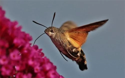 Bướm ruồi đuôi xù có tên khoa học là Macroglossum stellatarum, là một loài bướm đêm thuộc họ Sphingidae. Ảnh: staticflickr.