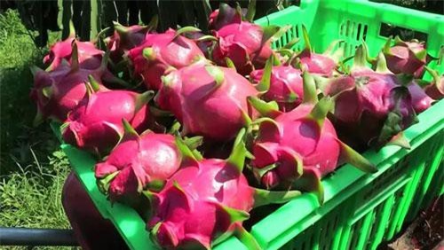 Nhiều mặt hàng nông sản mất giá 50%