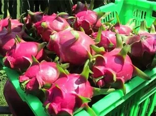 Nhiều mặt hàng nông sản mất giá 50%