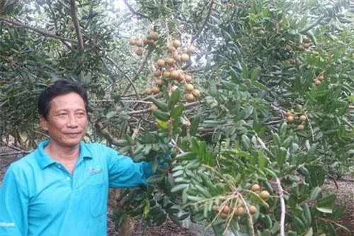 Ông Nguyễn Hồng Tiến giới thiệu chùm nhãn xuồng cơm vàng.