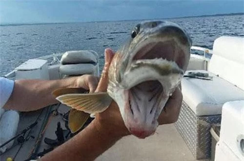 Một con cá hồi hồ có 2 miệng đã bị cô Debbie Geddes bắt được trên hồ Champlain Ảnh: Courtesy of Knotty Boys Fishing