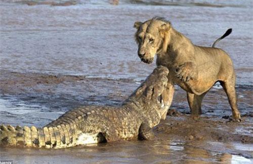 Sư tử đại chiến cá sấu và cái kết bất ngờ