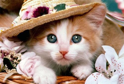 3 con giáp đổi vận chóng mặt, giàu sang sáng chói trong tháng 8 âm