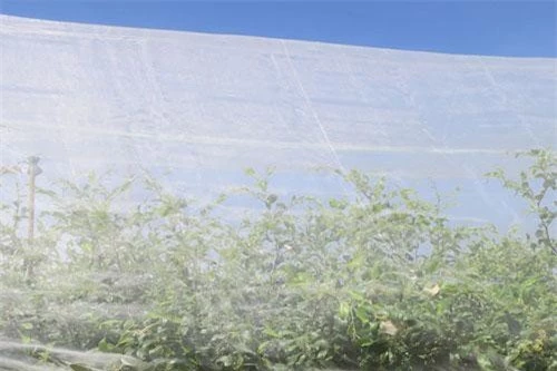  Bao phủ lưới quanh vườn táo giúp phòng trừ sâu bệnh, giảm phun thuốc bảo vệ thực vật.