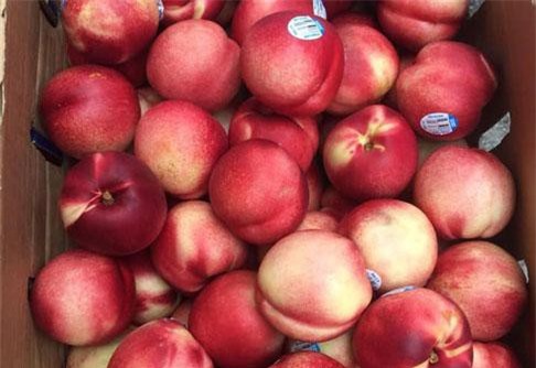 Trái cây nhập khẩu giá 100.000 đồng/quả gây sốt cận Tết Trung thu