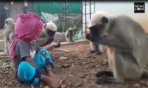 Cậu bé sống với bầy khỉ hoang dã như anh em một nhà