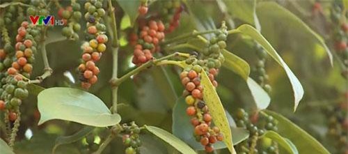 Giá tiêu trong nước giảm