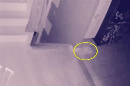 Phát hiện hồn ma cậu bé chơi đùa với thú cưng trong nhà