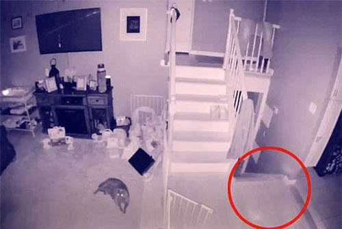 CLIP: ‘Điếng hồn’ phát hiện bóng ma cậu bé và thú cưng trong nhà lúc nửa đêm