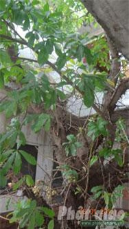 Chuyện về gốc Sa la ở Phật Quang tự, Rạch Giá